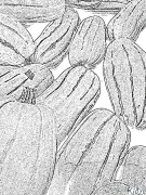 squashes Printable Coloring Nplooj Ntawv